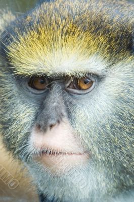 Lowe`s Guenon