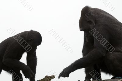 Male Gorilla & Son