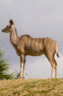 Greater Kudu