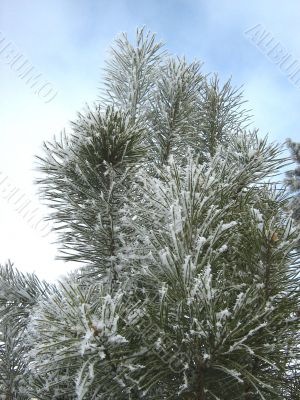 Branch Of Pine In Hoarfrost