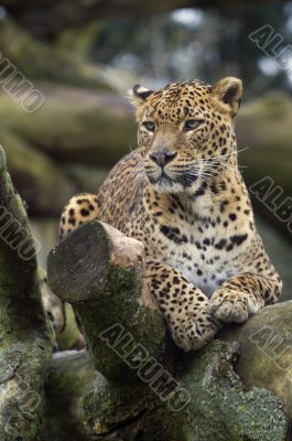 Amur Leopard