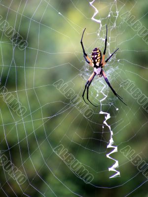 Orbweaver