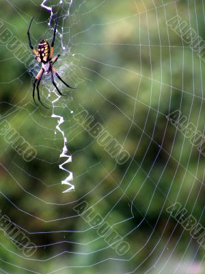 Orbweaver