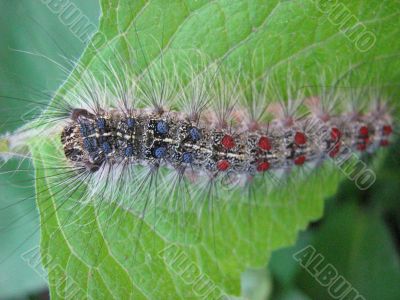 The Caterpillar