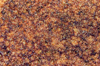 crust of brown bread