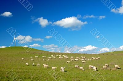 country field