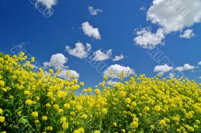 rural spring meadow