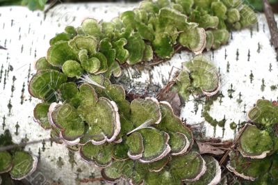 Fungi &mdash; parasites