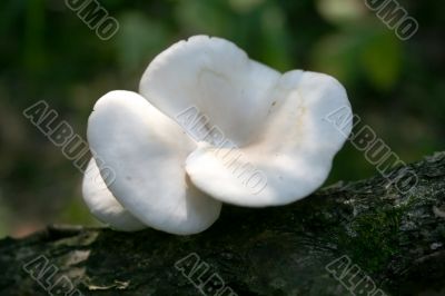 Fungi &mdash; parasites 1