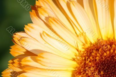 Sun &mdash; flower 1