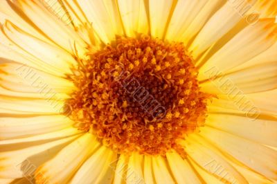 Sun &mdash; flower 1