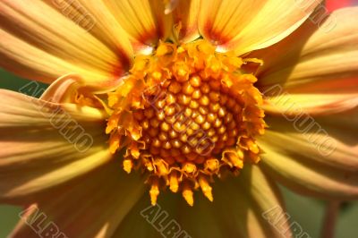 Sun &mdash; flower 2