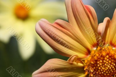 Flower by the closeup