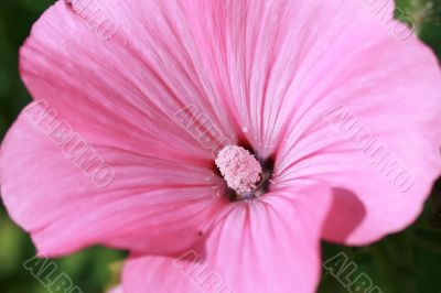 Pink flower