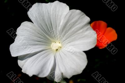 White flower 1