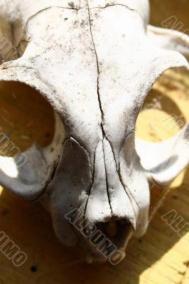 Skull of the animal 1