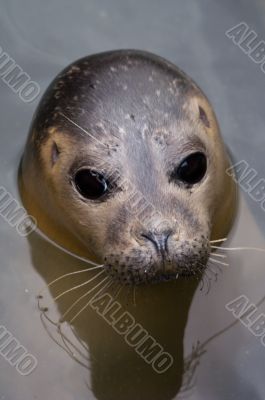 Harbour Seal