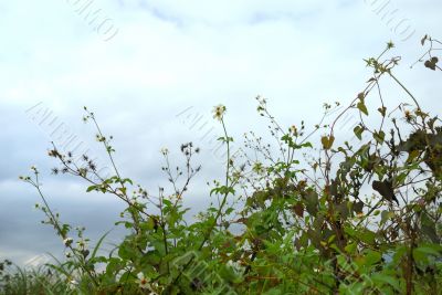 Forest of Flowers