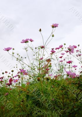 Forest of Flowers