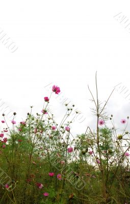 Forest of Flowers
