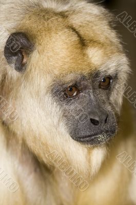 Black Howler Monkey