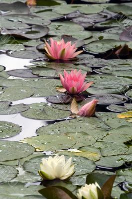Water Lillies