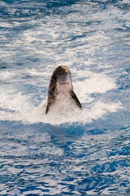 Dolphin