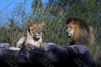 Lion