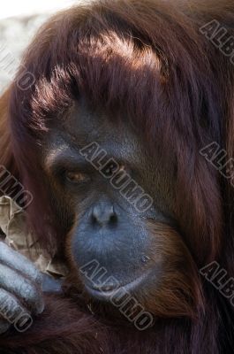 Male Orangutan