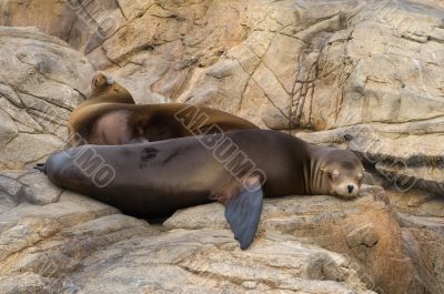 Patagonian Sea Lion