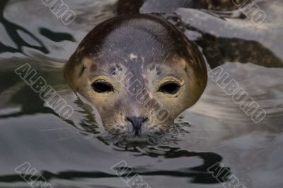 Harbour Seal