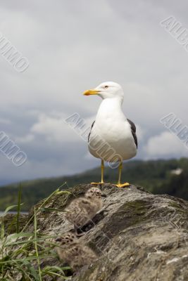 Lesser Black-backed Gull & Chicks