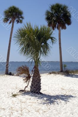 Palm Tree