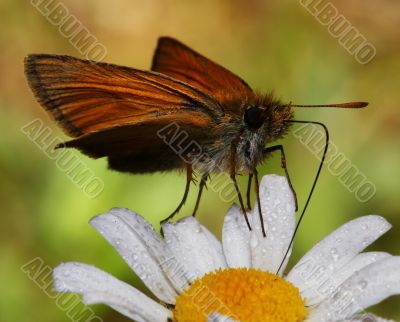 Butterfly on the chamomile