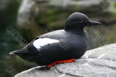 Pigeon Guillemot