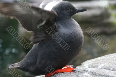 Pigeon Guillemot flapping wings
