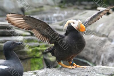 Tufted puffin,  flapping wings