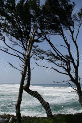 Silhouettes of wind sculpted trees