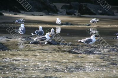 Western gulls bathing