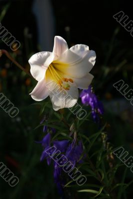 White lily,	, backlit in garden