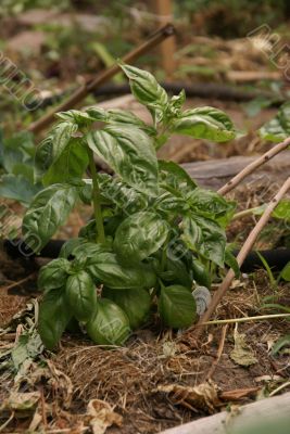 Basil plant