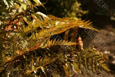 Fern with spores