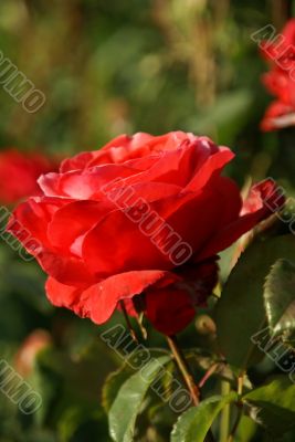 Red roses, backlit in garden