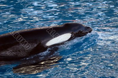 Orca