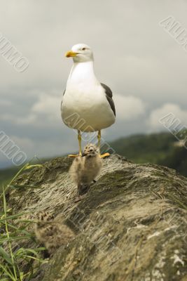 Lesser Black-backed Gull & Chicks