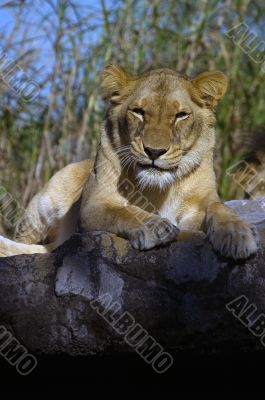 Lion