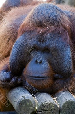Male Orangutan