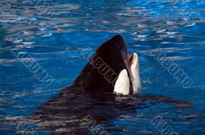 Orca