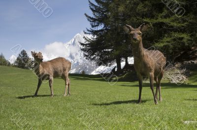 Deer in front of Mont Blanc