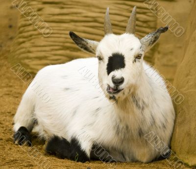 Pygmy Goat